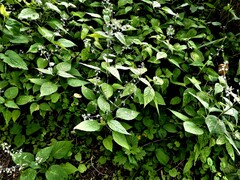 Circaea canadensis canadensis