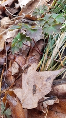 Aquilegia canadensis