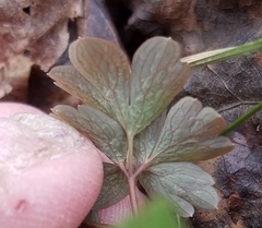 Aquilegia canadensis