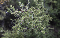 Condalia warnockii