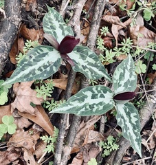 Trillium underwoodii