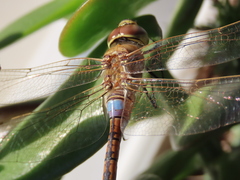 Anax ephippiger