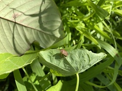 Holcostethus limbolarius