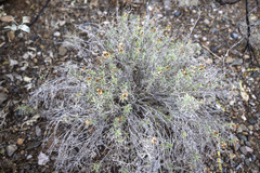 Zinnia acerosa