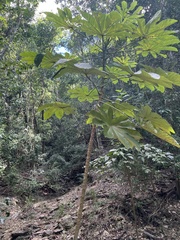 Cecropia schreberiana