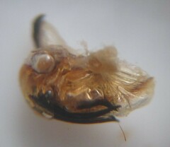 Odontoscelis byrrhus