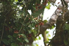 Heteropterys brachiata