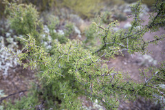 Condalia warnockii