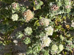 Pimelea villosa