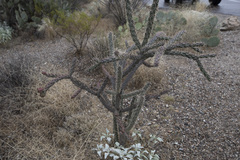 Cylindropuntia thurberi