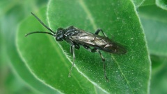 Macrophya