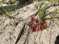 Drosera natalensis