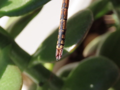 Anax ephippiger