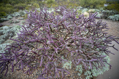 Cylindropuntia thurberi