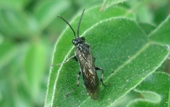 Macrophya