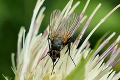 Thricops semicinereus