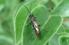 Macrophya