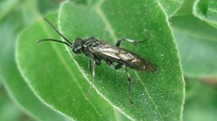Macrophya