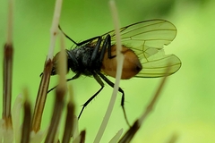 Thricops semicinereus