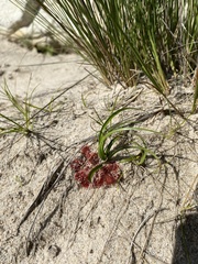Drosera natalensis