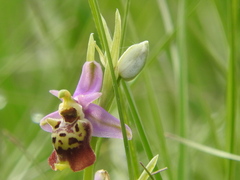 Ophrys scolopax