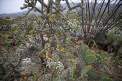 Cylindropuntia thurberi