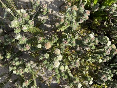 Pimelea villosa