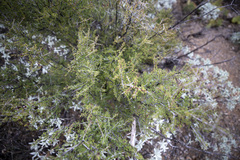 Condalia warnockii