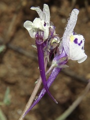 Linaria amethystea