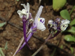 Linaria amethystea