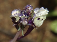 Linaria amethystea