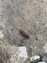 Hemileucinae