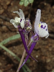 Linaria amethystea