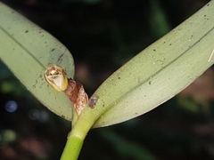 Scaphyglottis modesta