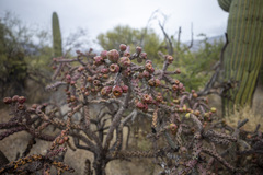 Cylindropuntia thurberi