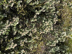 Pimelea villosa
