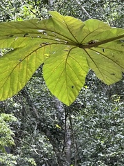 Cecropia schreberiana