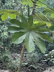 Cecropia schreberiana