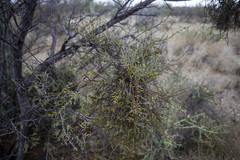 Phoradendron californicum