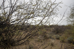 Vachellia constricta