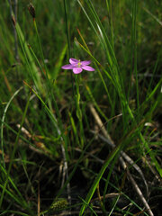 Centaurium littorale