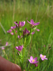 Centaurium littorale