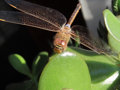 Anax ephippiger