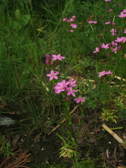 Centaurium littorale