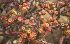Cylindropuntia thurberi