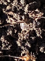 Porcellio dilatatus