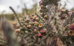 Cylindropuntia thurberi