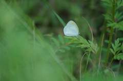 Eurema elathea