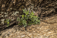 Notholaena standleyi