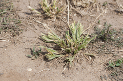 Sclerochloa dura